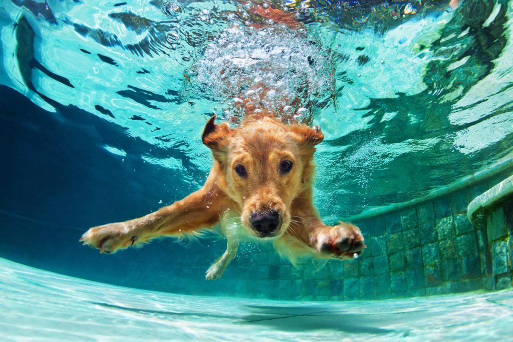 golden-retriever-diving-to-bottom-of-pool-lg